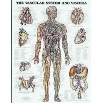 The Vascular System Chart