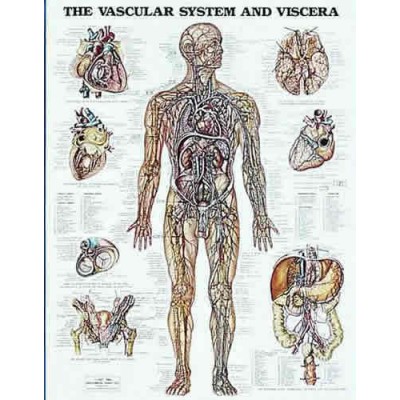 The Vascular System Chart