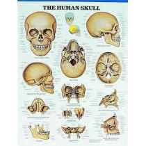 The Human Skull Chart