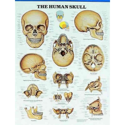 The Human Skull Chart