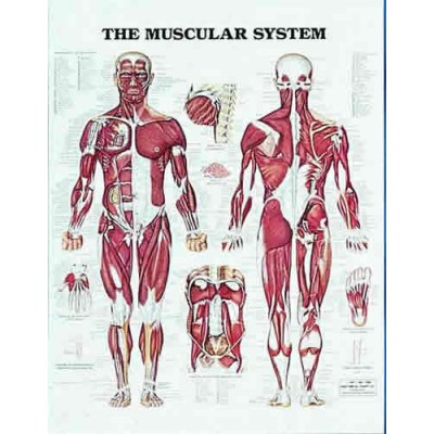 Muscular System Chart