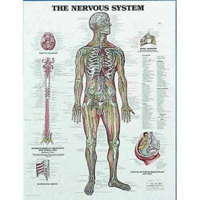 Nervous System Chart