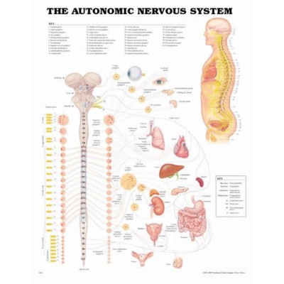 Autonomic Nervous System