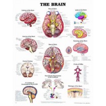 The Brain Chart