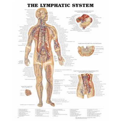 Lymphatic System Chart