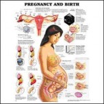 Pregnancy & Birth Chart