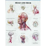 Head and Neck Chart