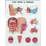 Ear, Nose & Throat Chart