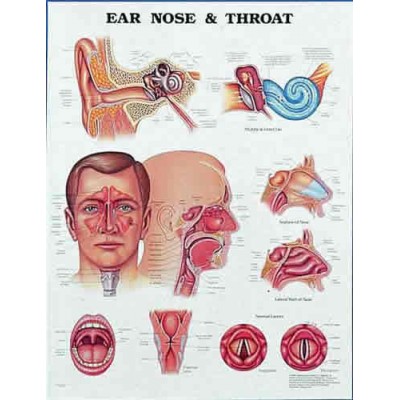 Ear, Nose & Throat Chart