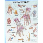 Hand & Wrist Chart