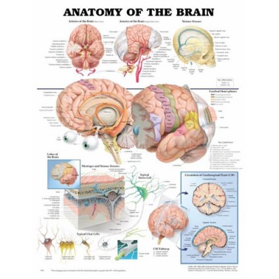 Anatomy Of The Brain Chart