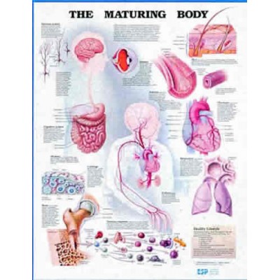 The Maturing Body Chart