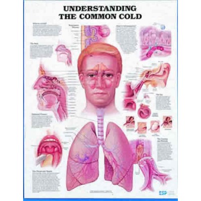 Understanding Common Cold