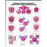 Female External Genitalia - Anatomy & Pathology