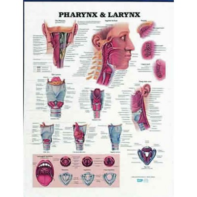 Pharynx & Larynx Chart