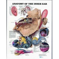 Anatomy Of Inner Ear Chart