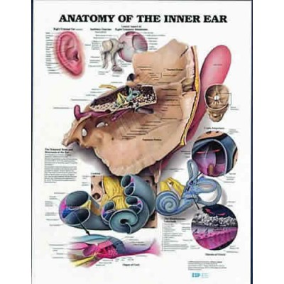 Anatomy Of Inner Ear Chart
