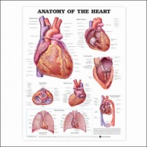 Anatomy Of Heart Chart