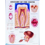 Anatomy Of Teeth Chart