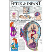 Harmful Effects Of Alcohol & Drugs On The Fetus And Infant