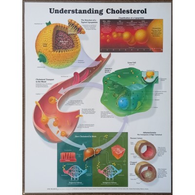 Understand Cholesterol Chart