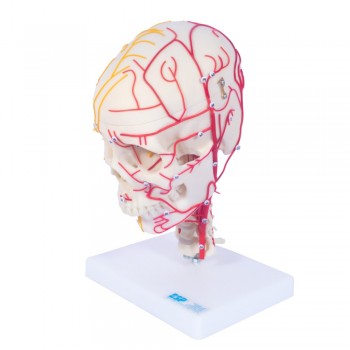 Numbered Neuro-Vascular Skull
