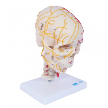 Numbered Neuro-Vascular Skull