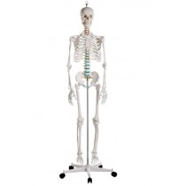 Skeleton, Standard/School Quality