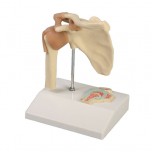 Shoulder Joint, 1/2 Life Size with Cross Section