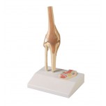 Knee Joint, 1/2 Life Size with Cross Section