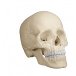 22-Part Skull, Magnetic, Anatomical Colour