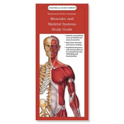 Muscular and Skeletal Systems Study Guide