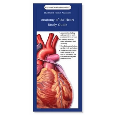 Anatomy of the Heart Study Guide