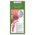 Anatomy of the Brain Study Guide