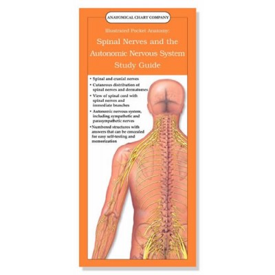 Spinal Nerves and the Autonomic Nervous System Study Guide