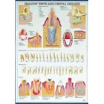Healthy Teeth & Dental Disease
