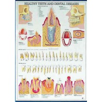 Healthy Teeth & Dental Disease