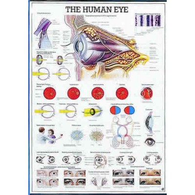 The Human Eye Chart