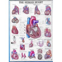 The Human Heart Chart