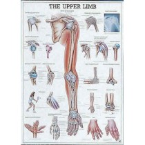 The Upper Limb Chart