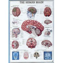 The Human Brain Chart