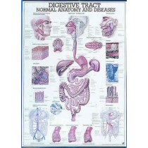 The Digestive Tract Chart
