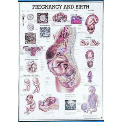 Pregnancy And Birth Chart