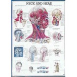 The Head And Neck Chart
