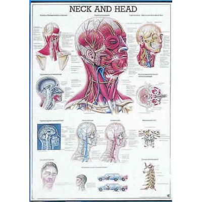 The Head And Neck Chart