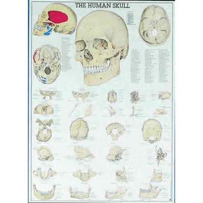 The Human Skull Chart
