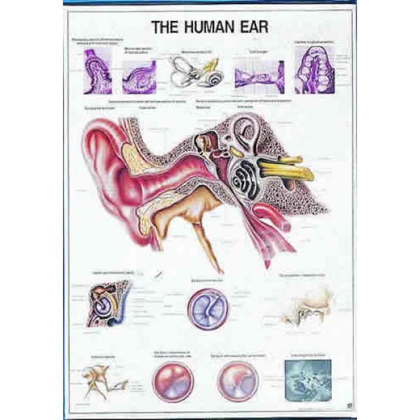 Ear Time Chart