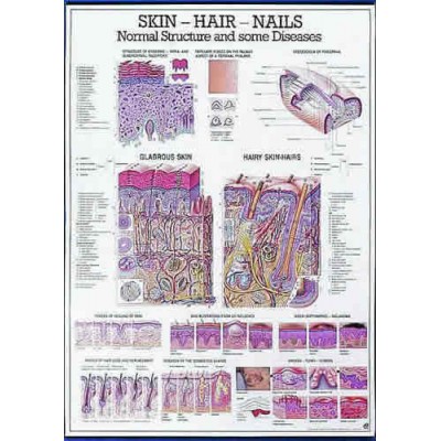 Skin, Hair, Nails Chart