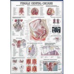 Female Genital Organs Chart