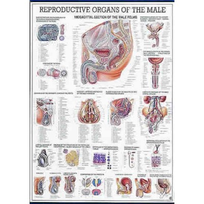 Reproductive Organs Of The Male